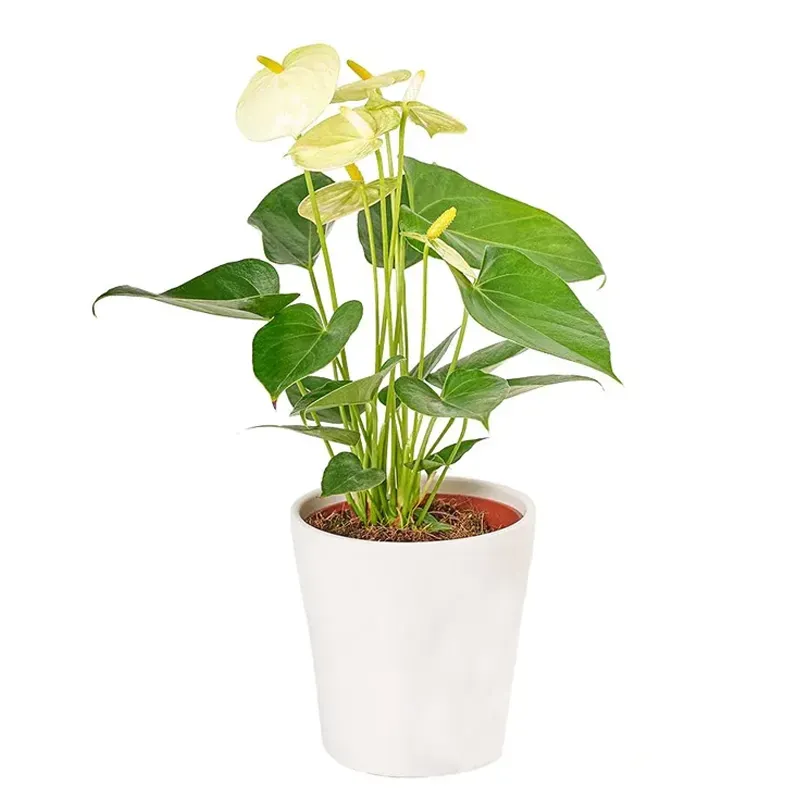 Антуриум белый