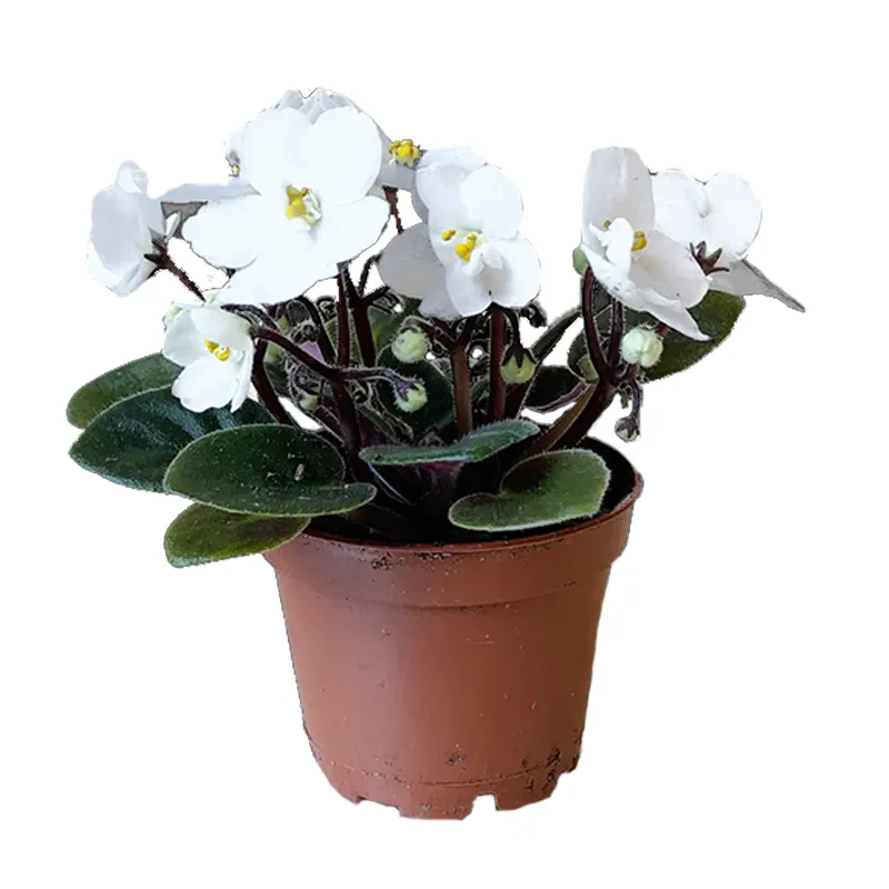 Фиалка белая