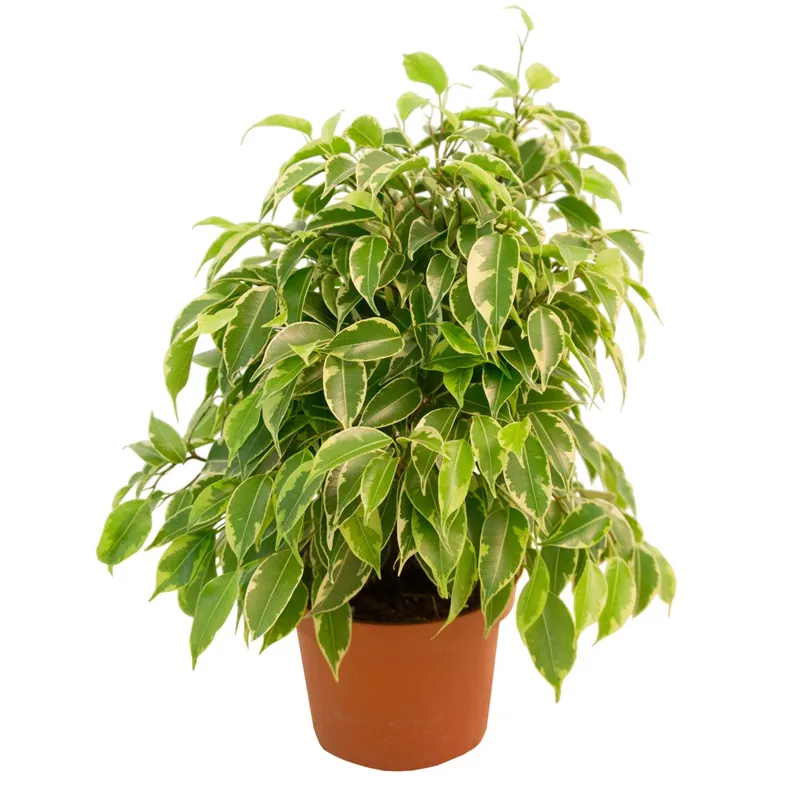 Фикус Бенджамина