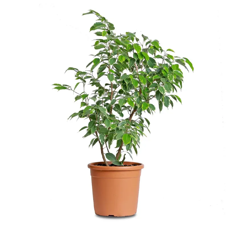 Фикус Бенджамина Кинки