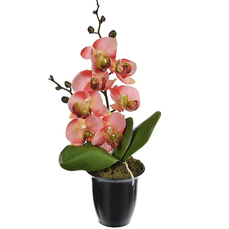 Орхидея в горшке №1