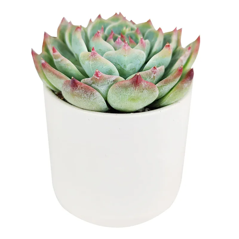 Суккулент Эхеверия